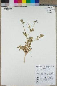 Allophyllum divaricatum image