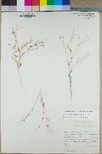 Allophyllum gilioides image