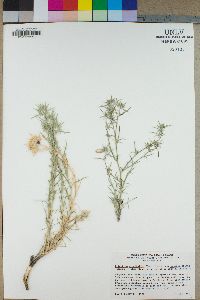 Eriastrum densifolium subsp. austromontanum image