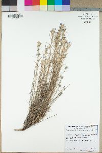 Eriastrum densifolium subsp. densifolium image