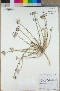 Eriastrum densifolium subsp. densifolium image