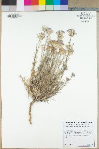 Eriastrum densifolium subsp. densifolium image