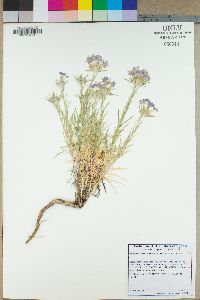 Eriastrum densifolium subsp. densifolium image