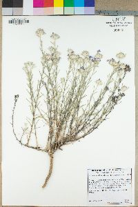 Eriastrum densifolium subsp. densifolium image