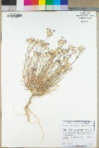 Eriastrum densifolium image