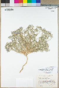 Eriastrum densifolium image