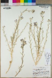 Eriastrum densifolium subsp. elongatum image