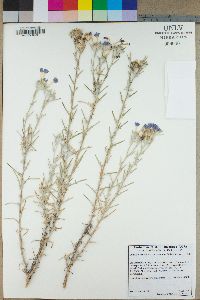 Eriastrum densifolium image