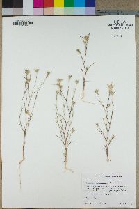 Eriastrum sparsiflorum image