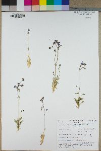 Gilia aliquanta var. breviloba image