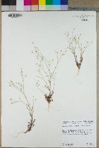Gilia australis image