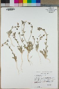 Gilia brecciarum image