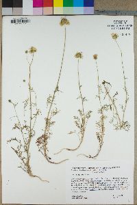 Gilia capitata image