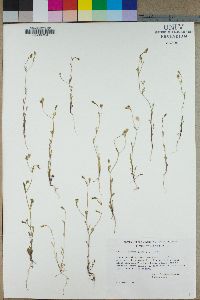 Gilia clivorum image