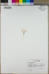 Gilia campanulata image