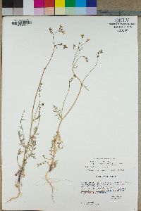 Gilia cana var. triceps image