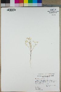 Gilia filiformis image