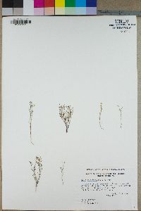 Gilia filiformis image