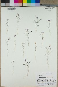 Gilia leptalea subsp. leptalea image