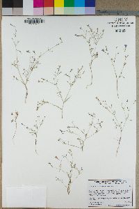 Gilia leptalea subsp. bicolor image