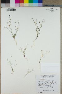 Gilia ophthalmoides image