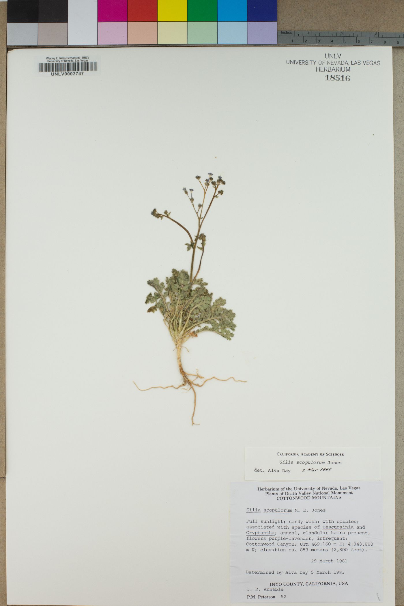 Gilia scopulorum image