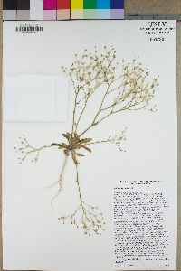 Gilia subacaulis image