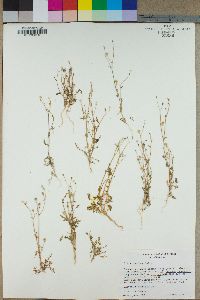 Gilia stellata image