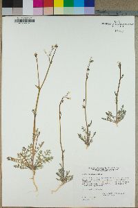 Gilia stellata image