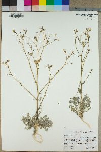 Gilia stellata image