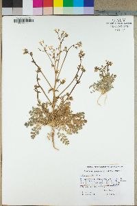 Gilia stellata image