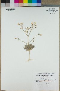 Gilia stellata image