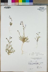 Gilia transmontana image