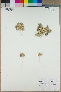 Loeseliastrum schottii image