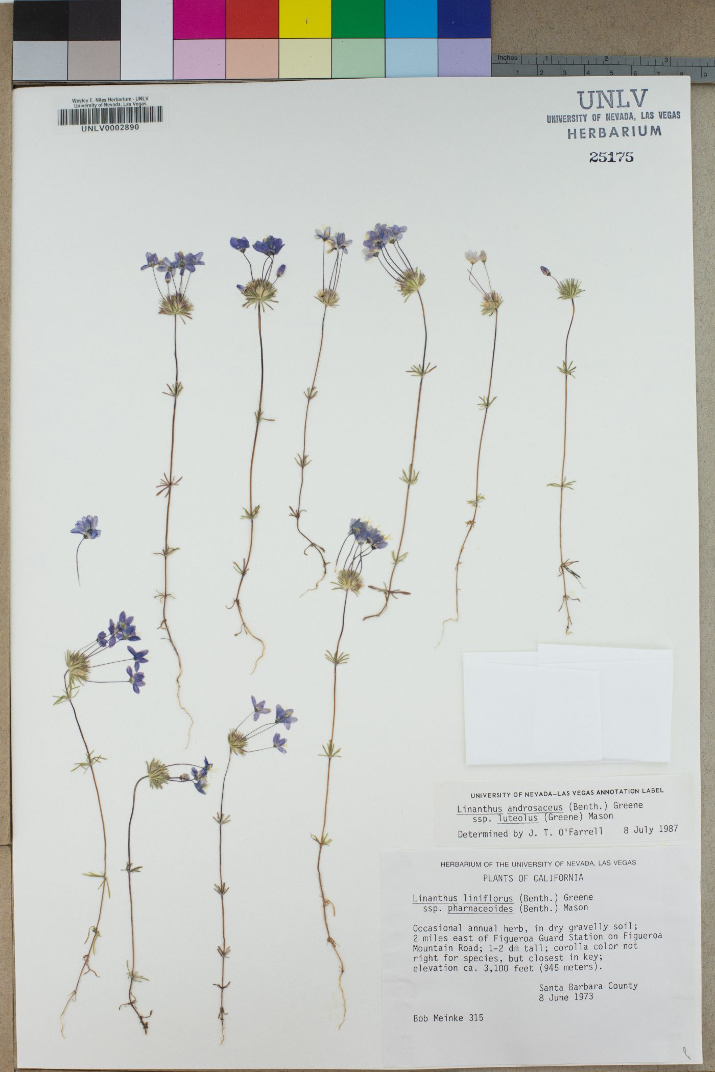 Linanthus androsaceus subsp. luteolus image