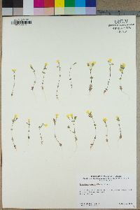 Leptosiphon chrysanthus image