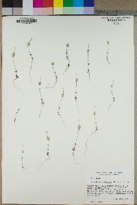Linanthus ciliatus image