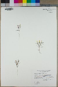 Linanthus jonesii image