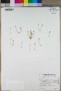 Linanthus lemmonii image