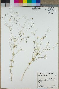 Linanthus liniflorus image