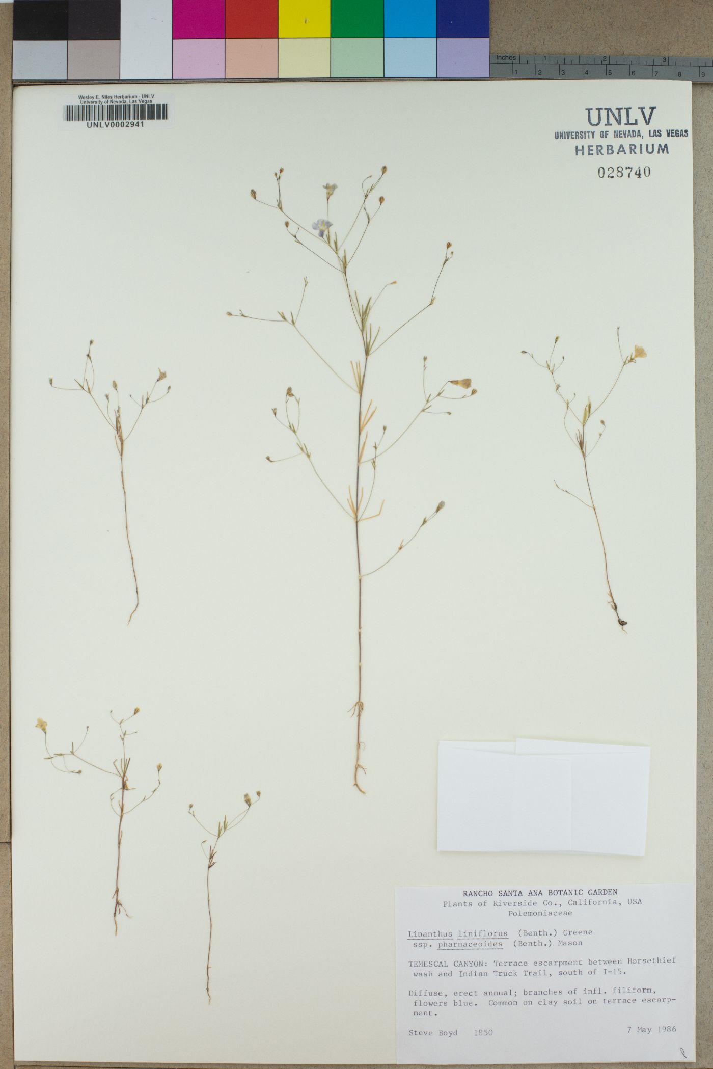 Linanthus liniflorus subsp. pharnaceoides image