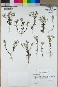 Phlox gracilis image