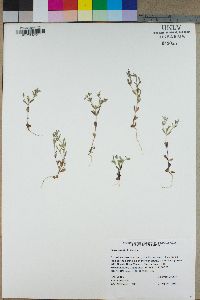 Phlox gracilis image