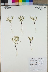 Phlox gracilis image