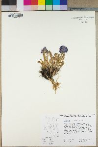 Polemonium chartaceum image