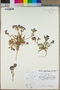 Polemonium pulcherrimum image