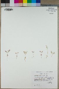 Centrostegia thurberi image