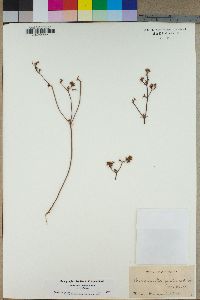 Chorizanthe fimbriata var. fimbriata image