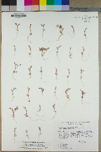 Chorizanthe brevicornu image