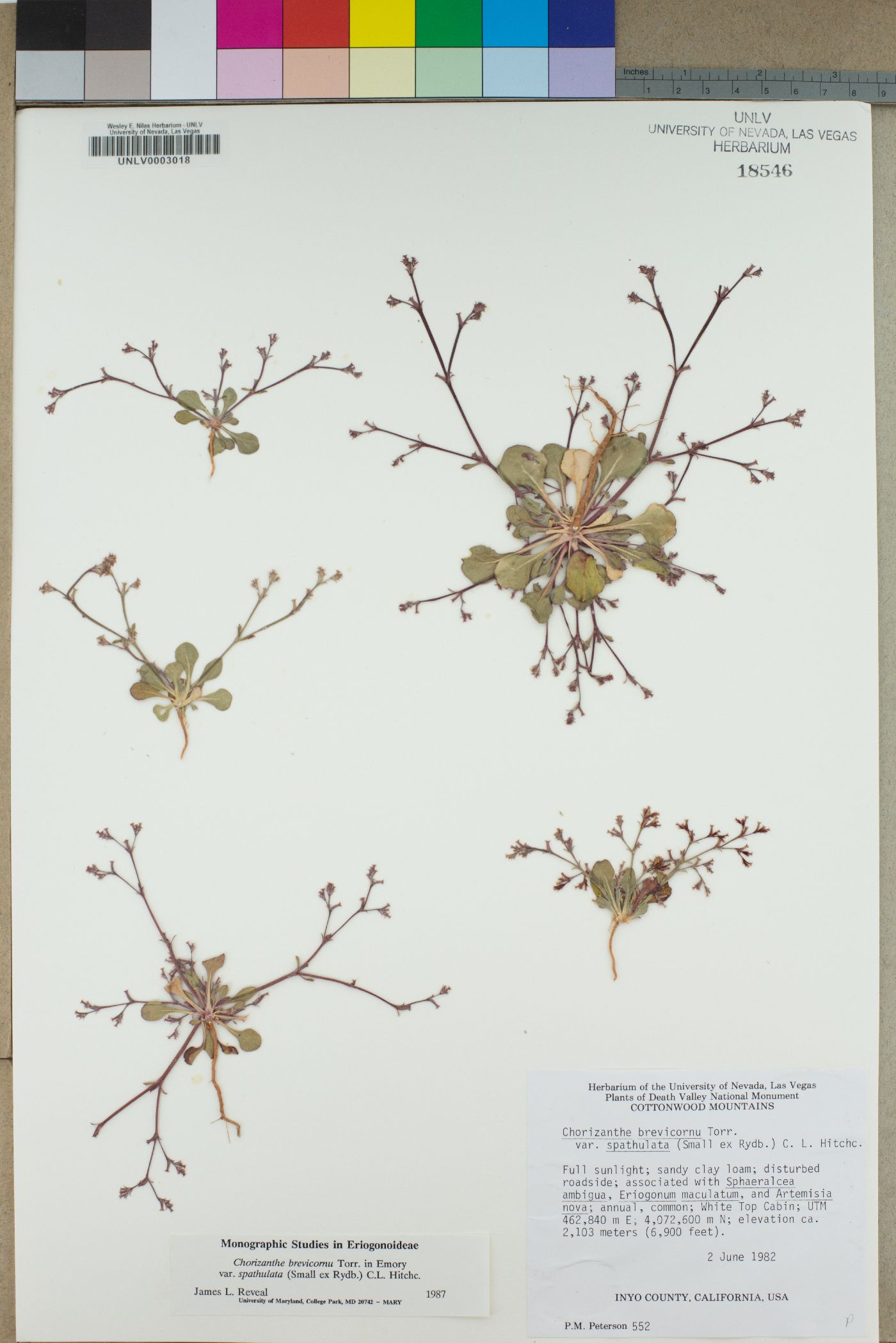 Chorizanthe brevicornu var. spathulata image